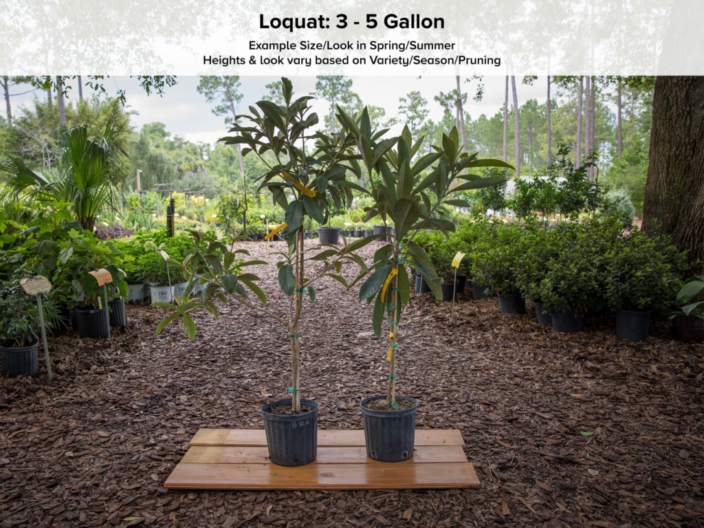 Champagne Loquat Tree • Just Fruits and Exotics