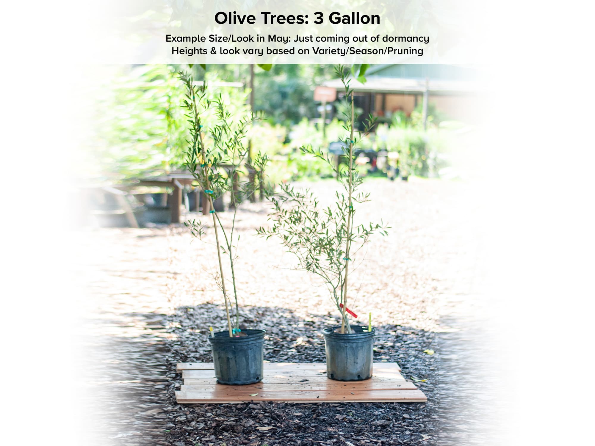 Koroneiki Olive Trees For Sale at Ty Ty Nursery