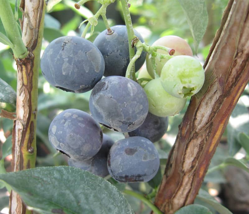 Brightwell Blueberry Bush “Rabbiteye”