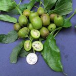 Anna Arguta Kiwi Fruit