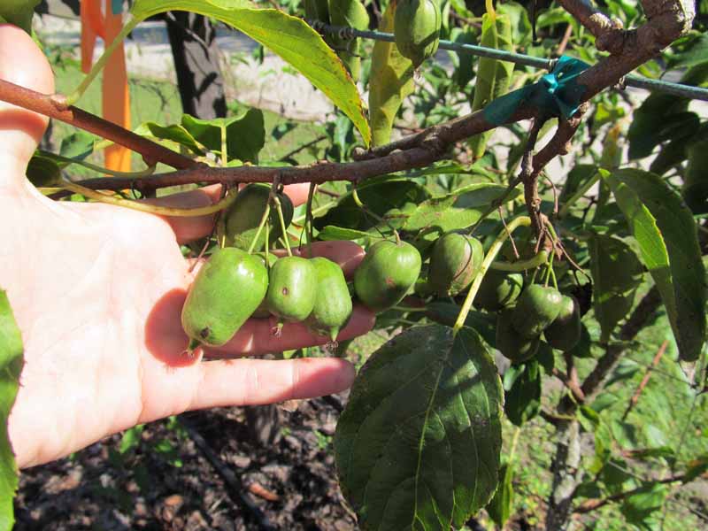 This Week at the Farm: Container Gardening – Tomatoes, Peppers and More AND the Lone Star Kiwi