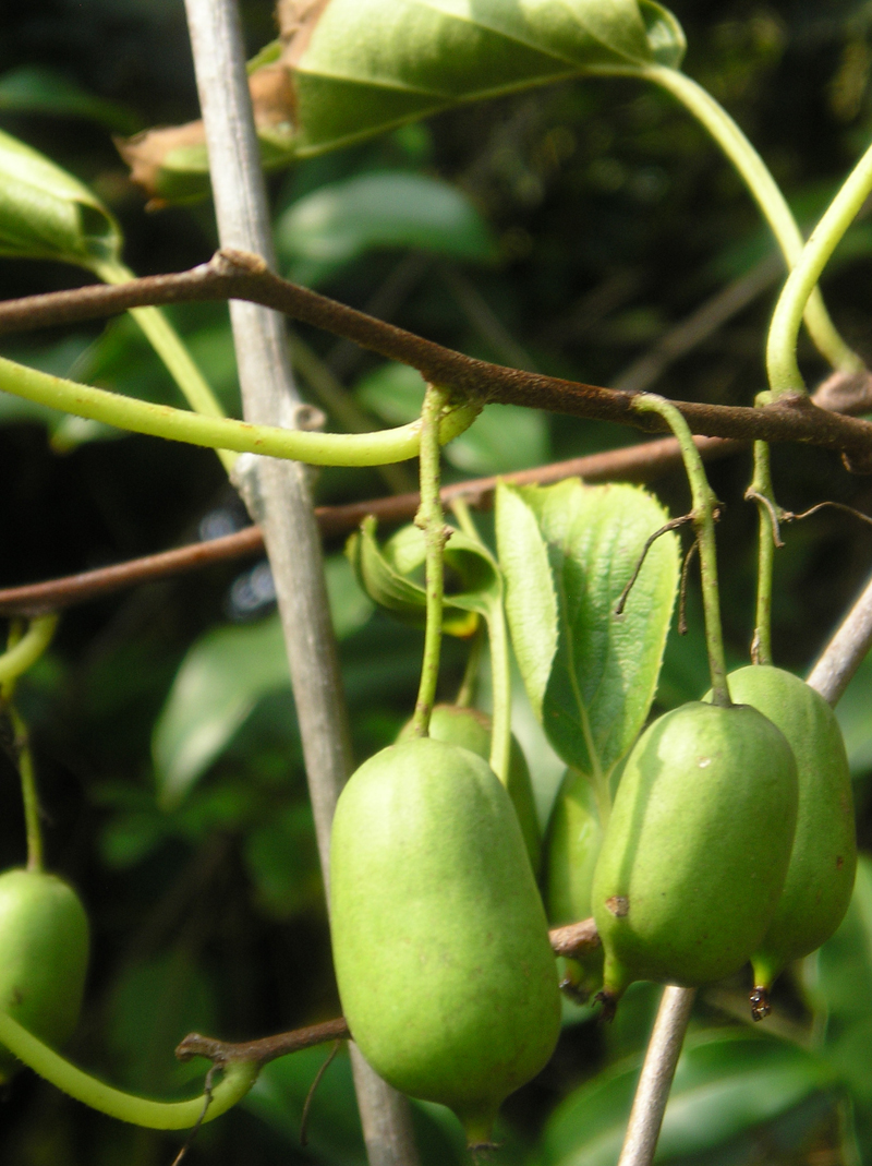 Kiwis Smooth or Fuzzy? You Decide! • Just Fruits and Exotics