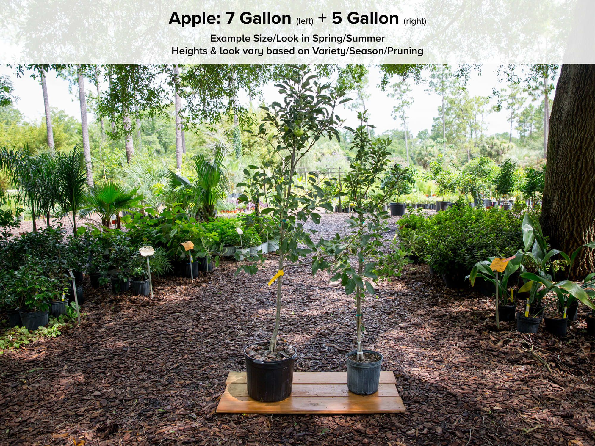 Shell Apple Tree • Just Fruits and Exotics