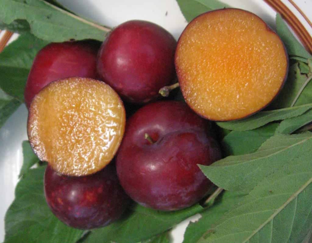 Gulf Blaze Plum Tree