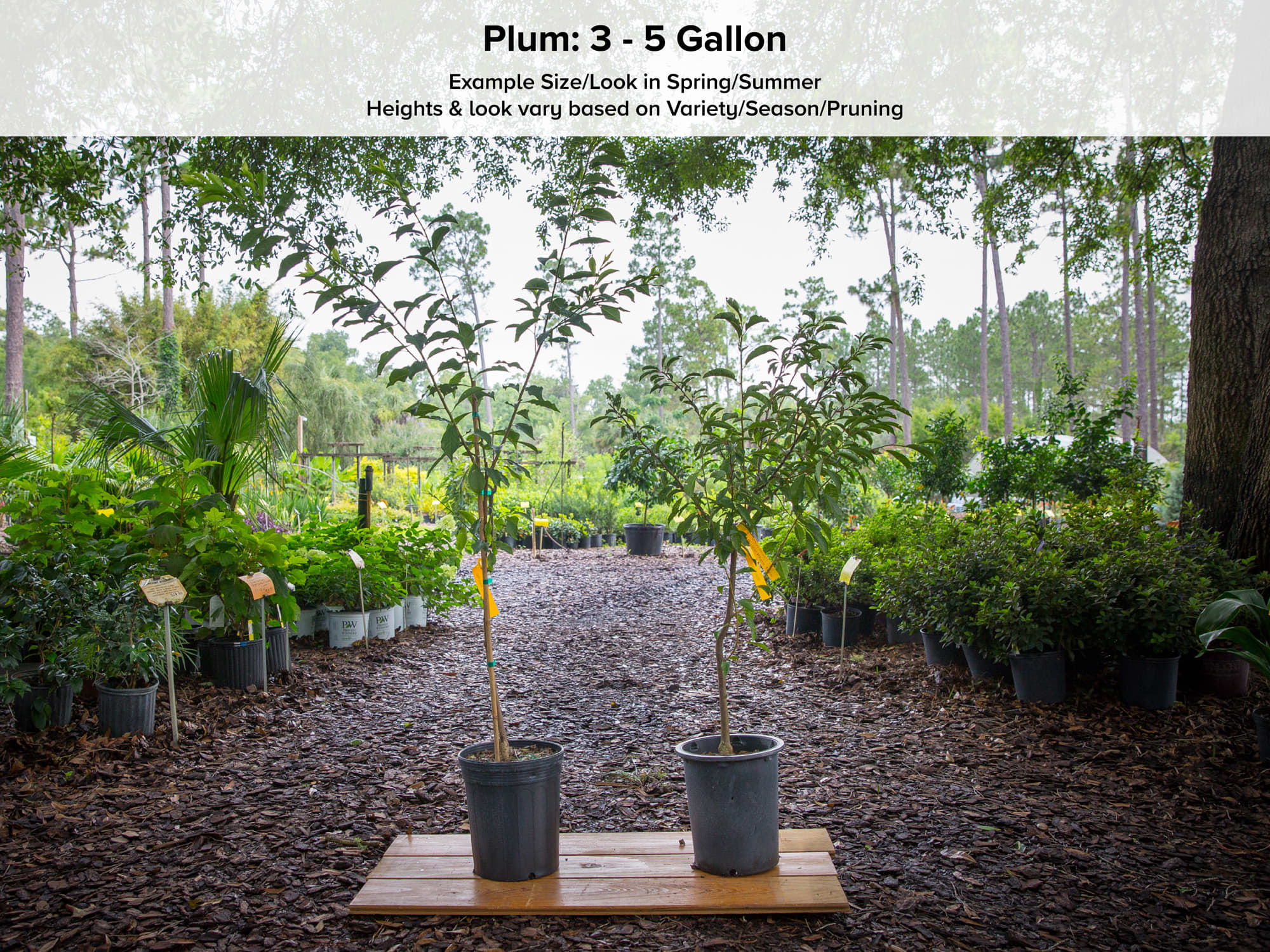 Excelsior Plum Tree