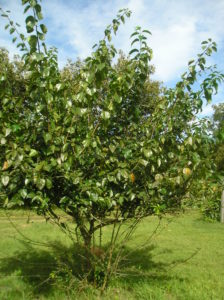 Mandarin Melon Berry tree