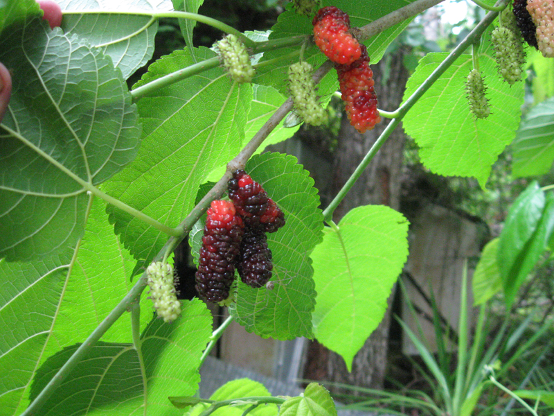Mulberry – The First Fruit of Spring • Just Fruits and Exotics