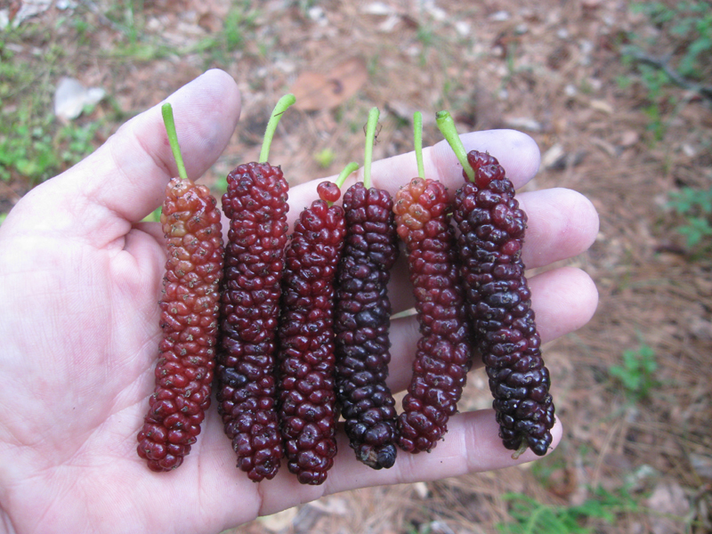 Mulberry – The First Fruit of Spring
