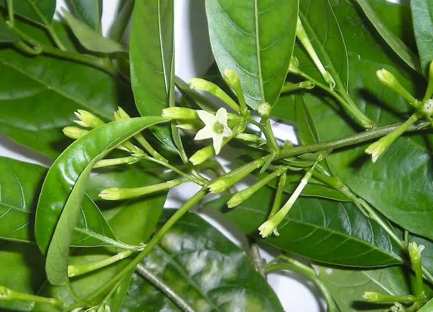 Night Blooming Jasmine
