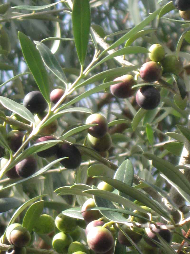 Arbequinia Olive Fruit