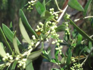 Arbequinia Olive Flowers 2