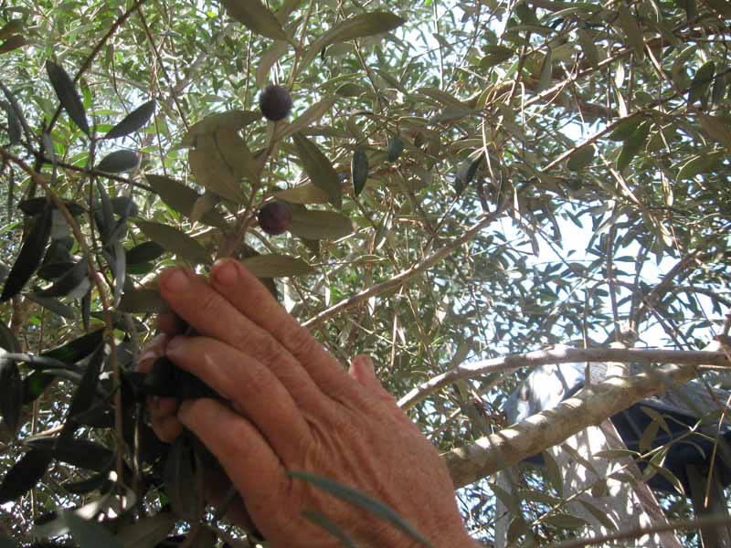Marinated Arbequina Olives