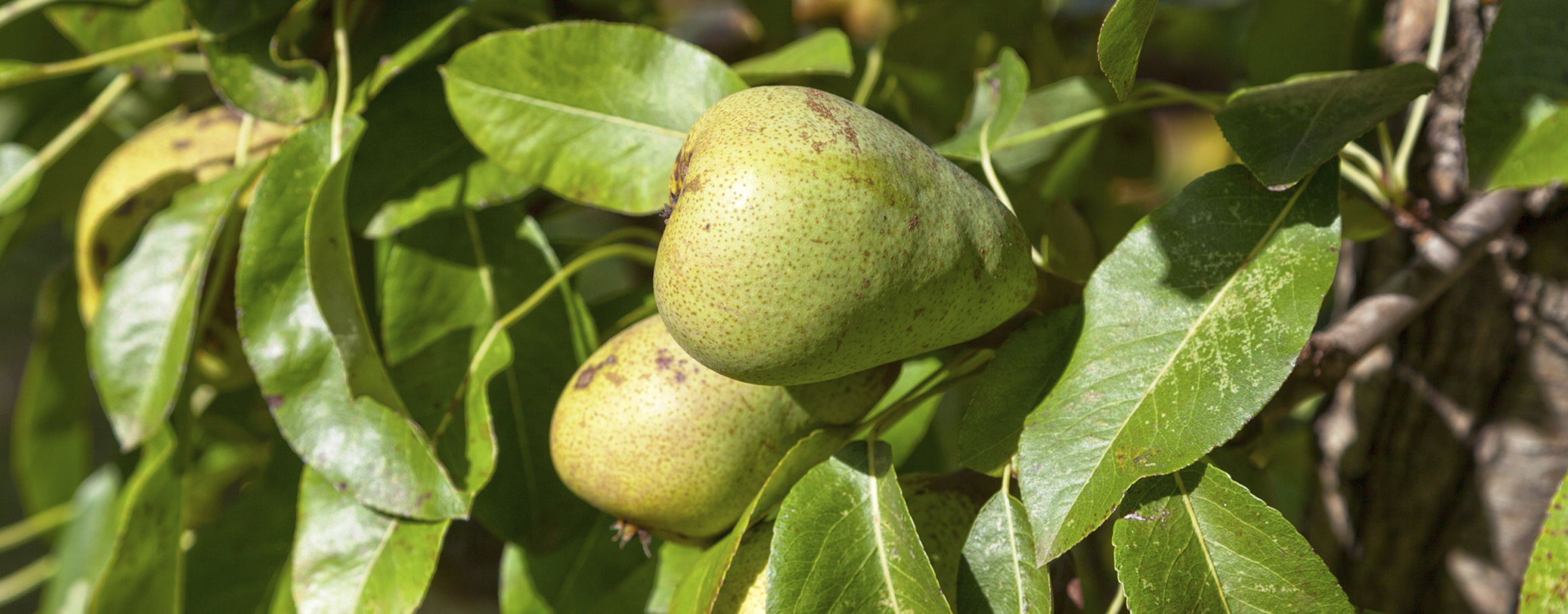 Pear Fruit Tree