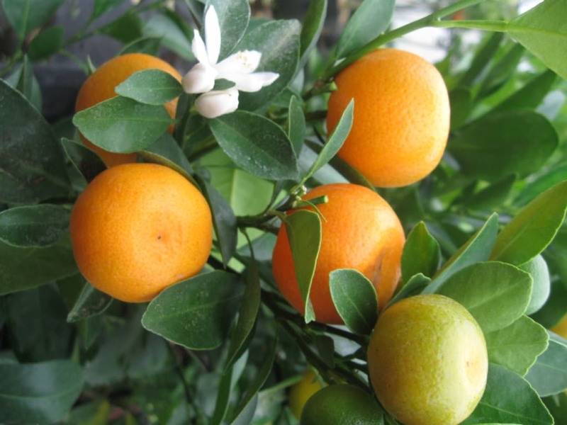 Owari Satsuma Tangerine Tree • Just Fruits and Exotics