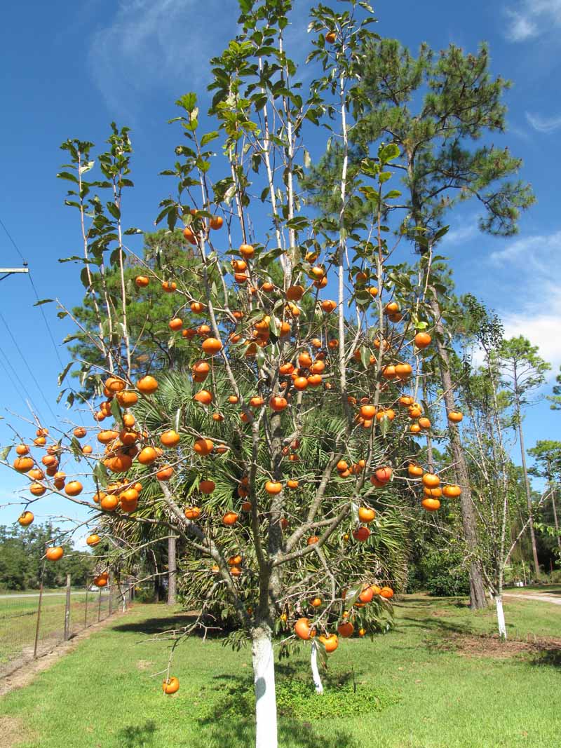 Fire Crystal Persimmon Tree 3