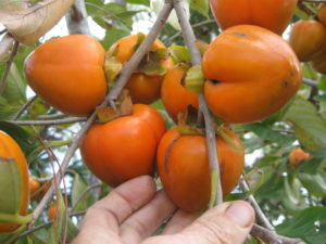 Hao River Persimmon Fruit on Tree