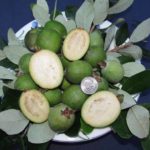 Pineapple Guava Select Seedlings 1