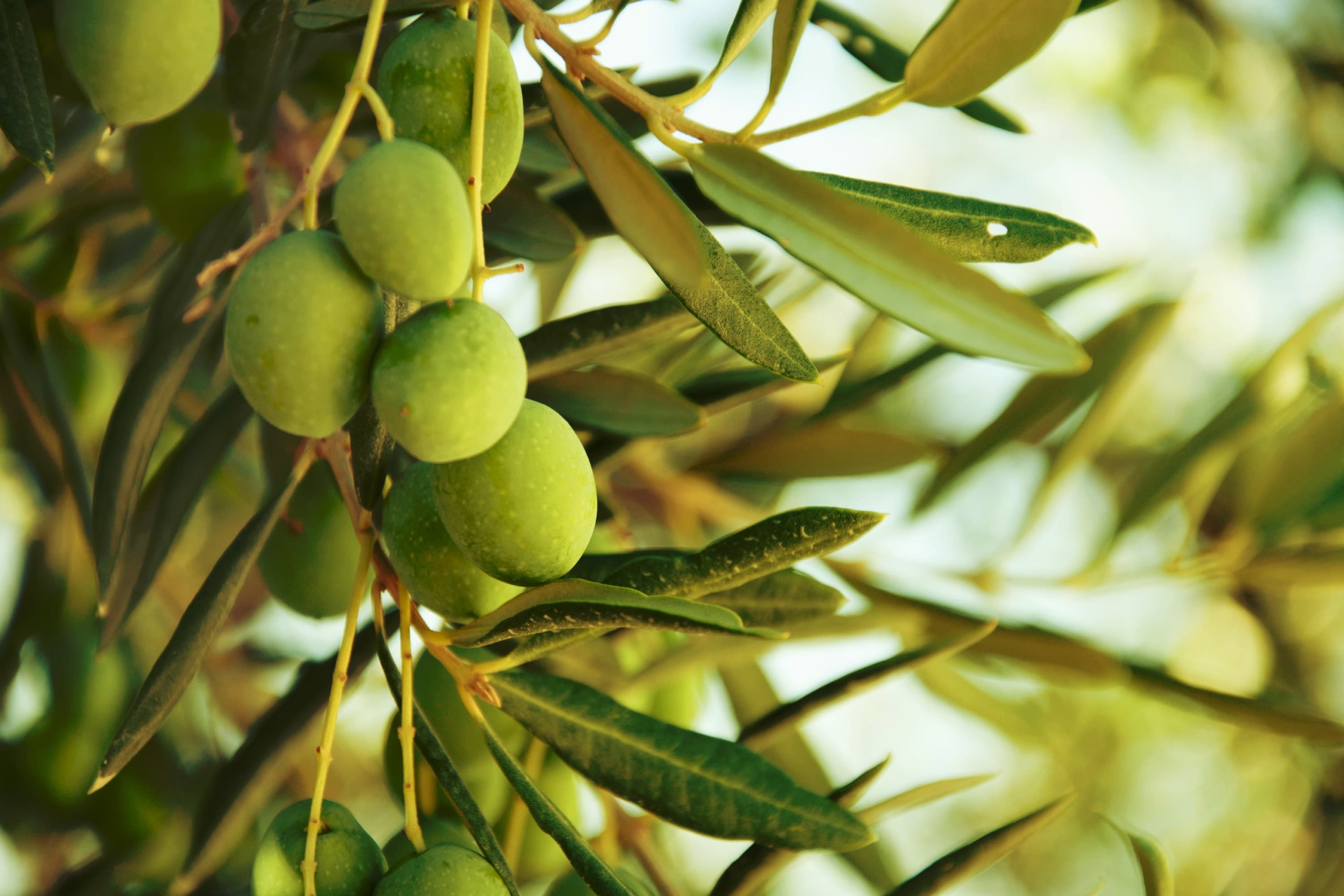 Листья оливы (Olive Leaf)
