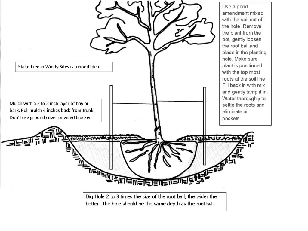 Planting a Tree