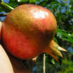Larkin Pomegranate