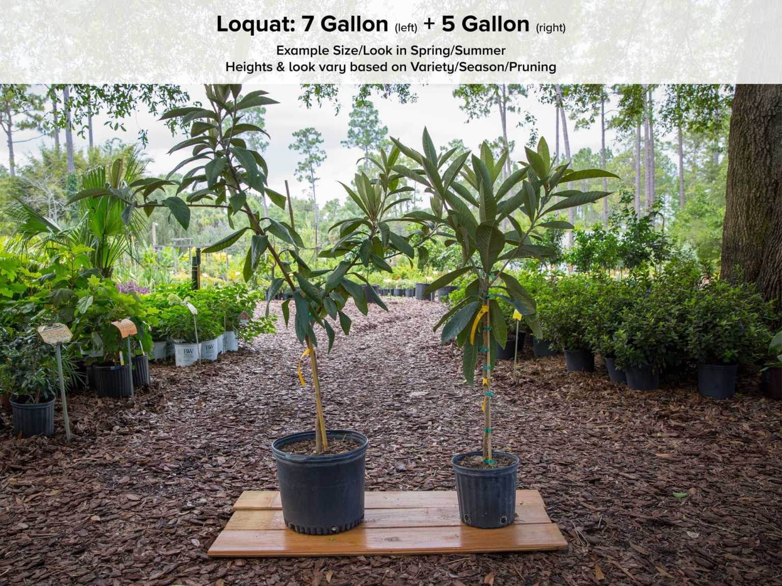 Champagne Loquat Tree • Just Fruits and Exotics