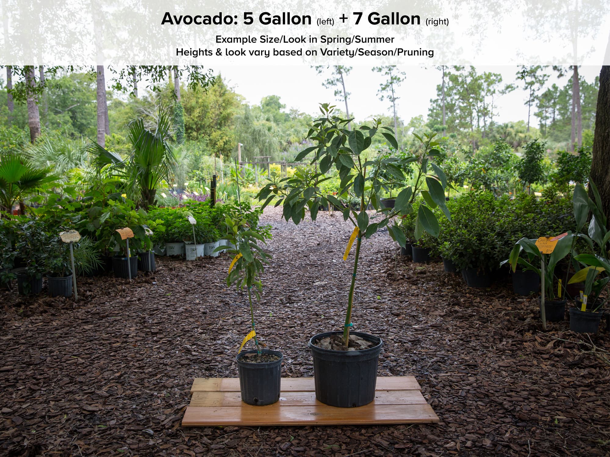 Lila Avocado Tree • Just Fruits and Exotics