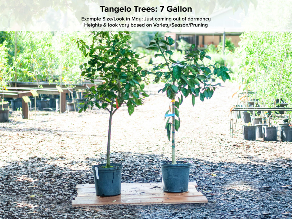 Minneola “Honeybell” Tangelo Tree • Just Fruits and Exotics