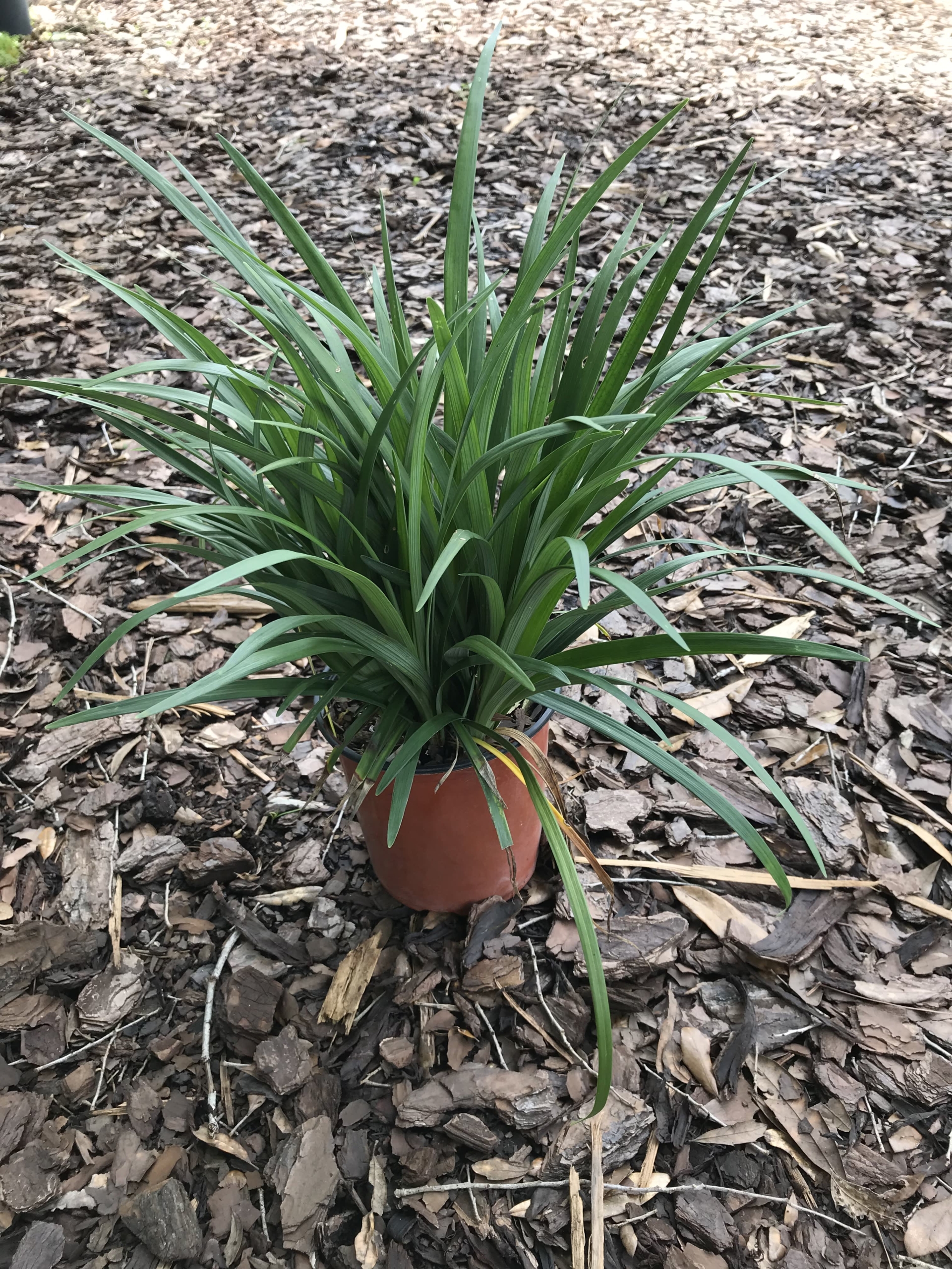 Super Blue Liriope Grass
