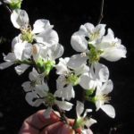 Clarke's White Flowering Quince