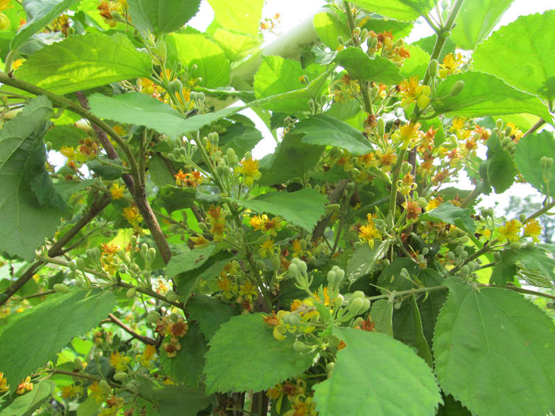 Japanese Raisin Tree • Just Fruits and Exotics
