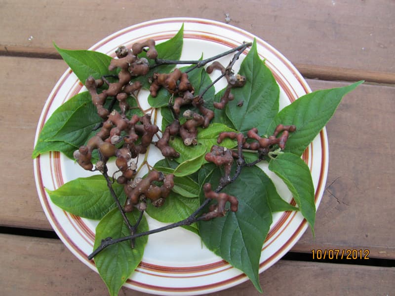 Japanese Raisin Tree
