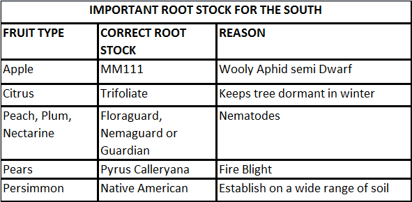 Root Stock Chart