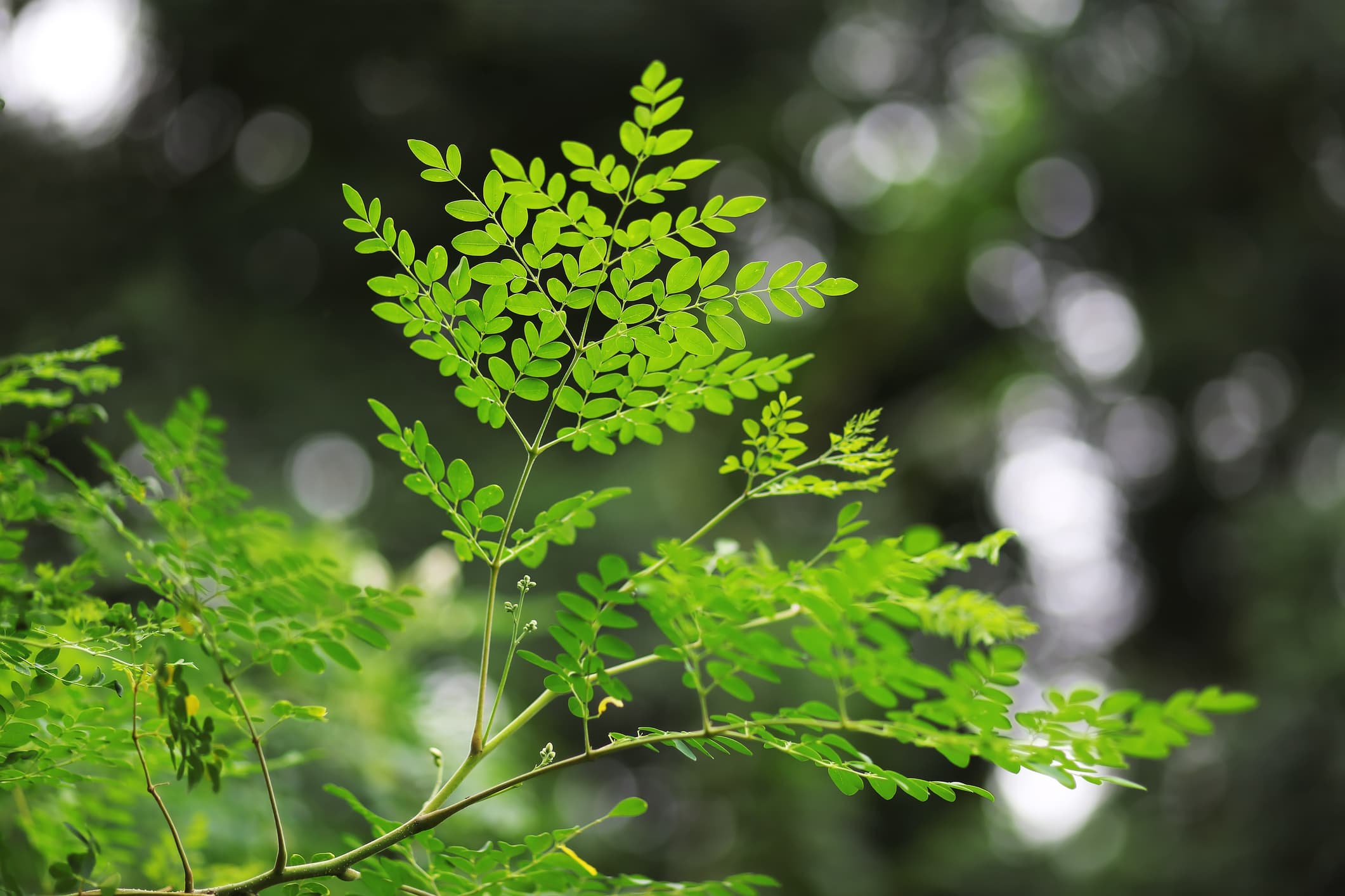 Moringa 'Miracle' Tree — Just Fruits and Exotics