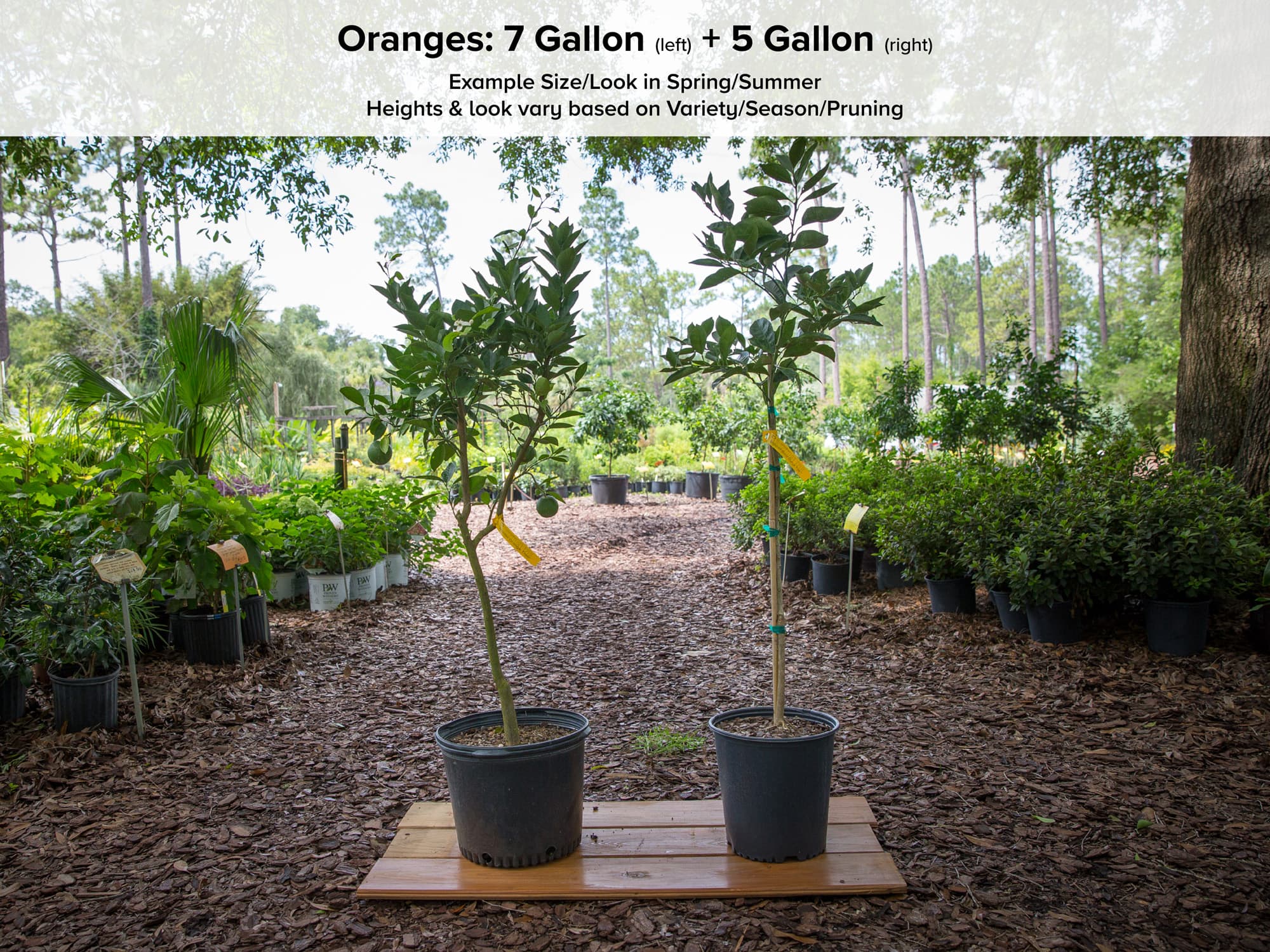 Variegated Cara Cara Red Navel Orange Tree