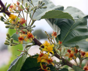 Sherbet Berry Flowers