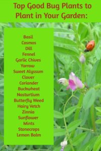 Planting for Beneficial Bugs