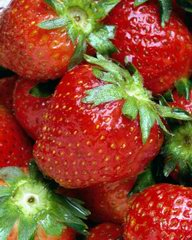Strawberry fruit plants
