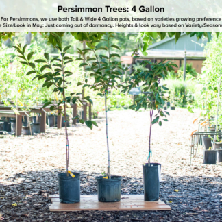 magic fountain weeping persimmon