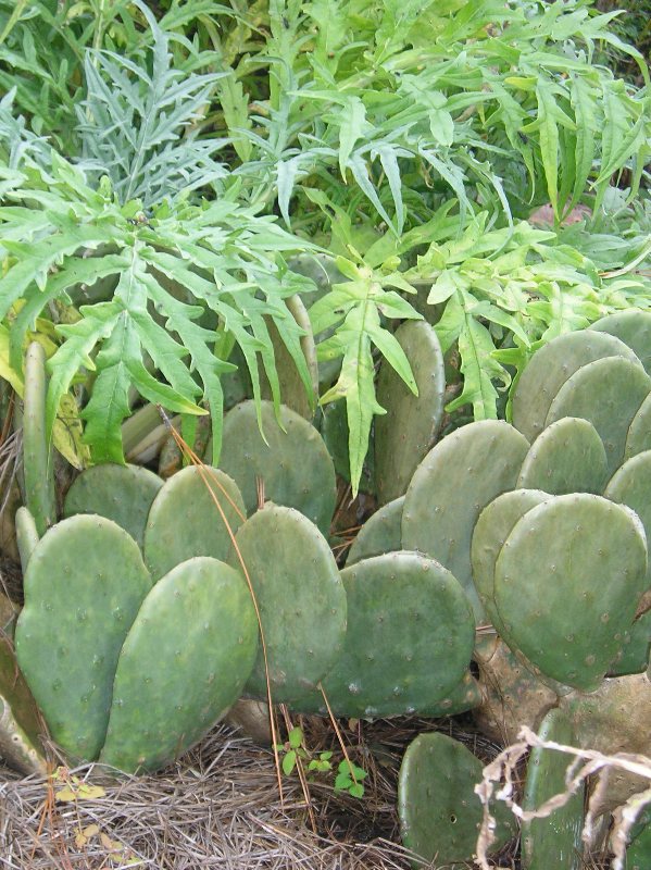 Thornless Blue Cactus