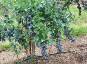 Titan Blueberry in Fruit