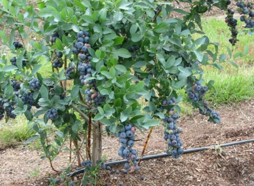 Titan and Krewer Blueberries -Size matters — Just Fruits ...