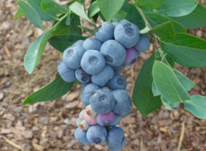 Titan Blueberry Fruit Clusters
