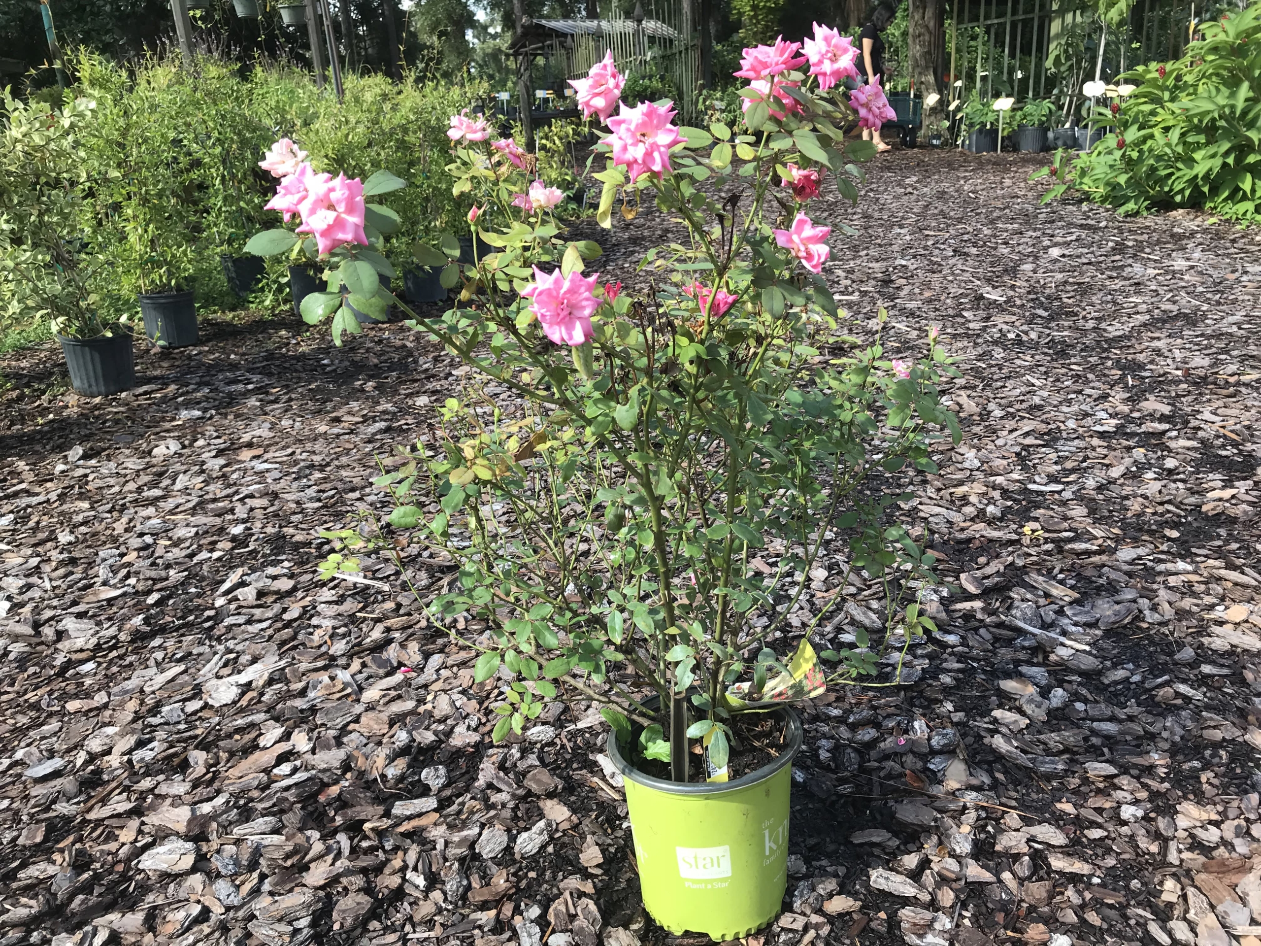 Double Pink Knockout Rose