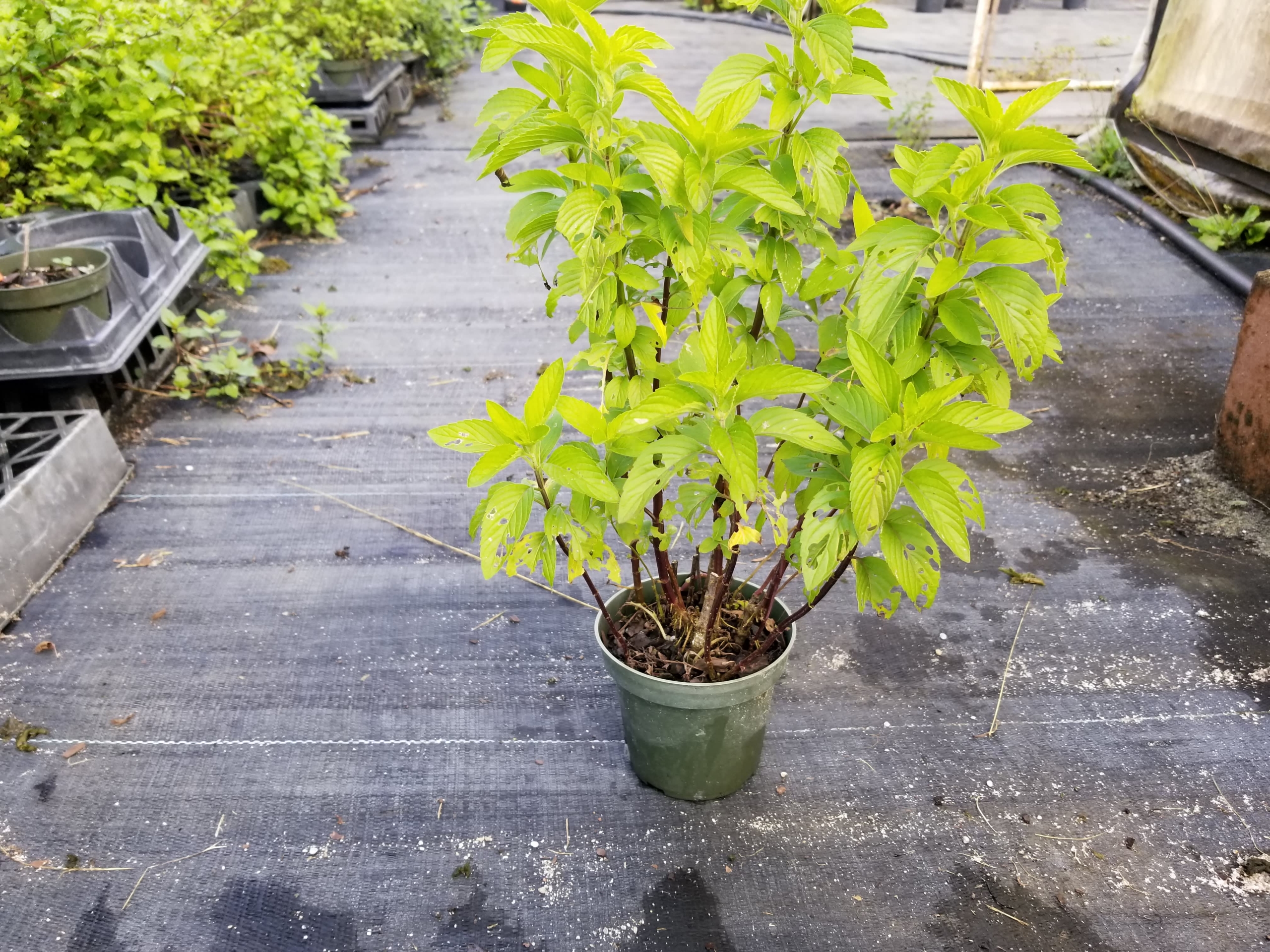 Kim’s Mint Plant