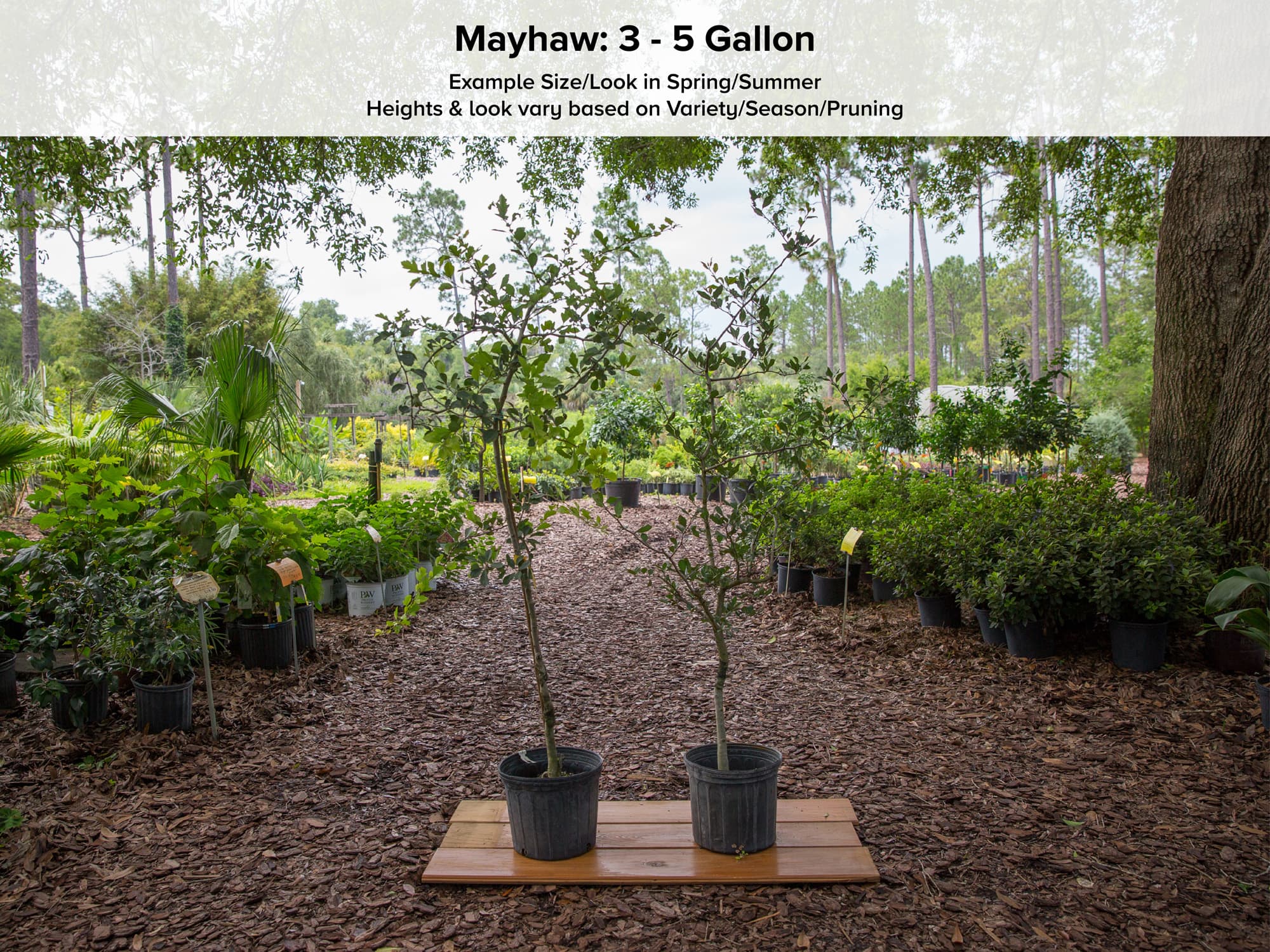 Double GG Mayhaw Tree