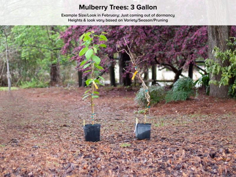 Dwarf Mulberry tree –