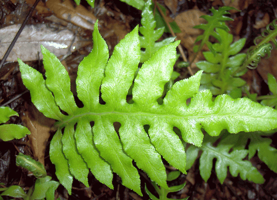 Wart Fern
