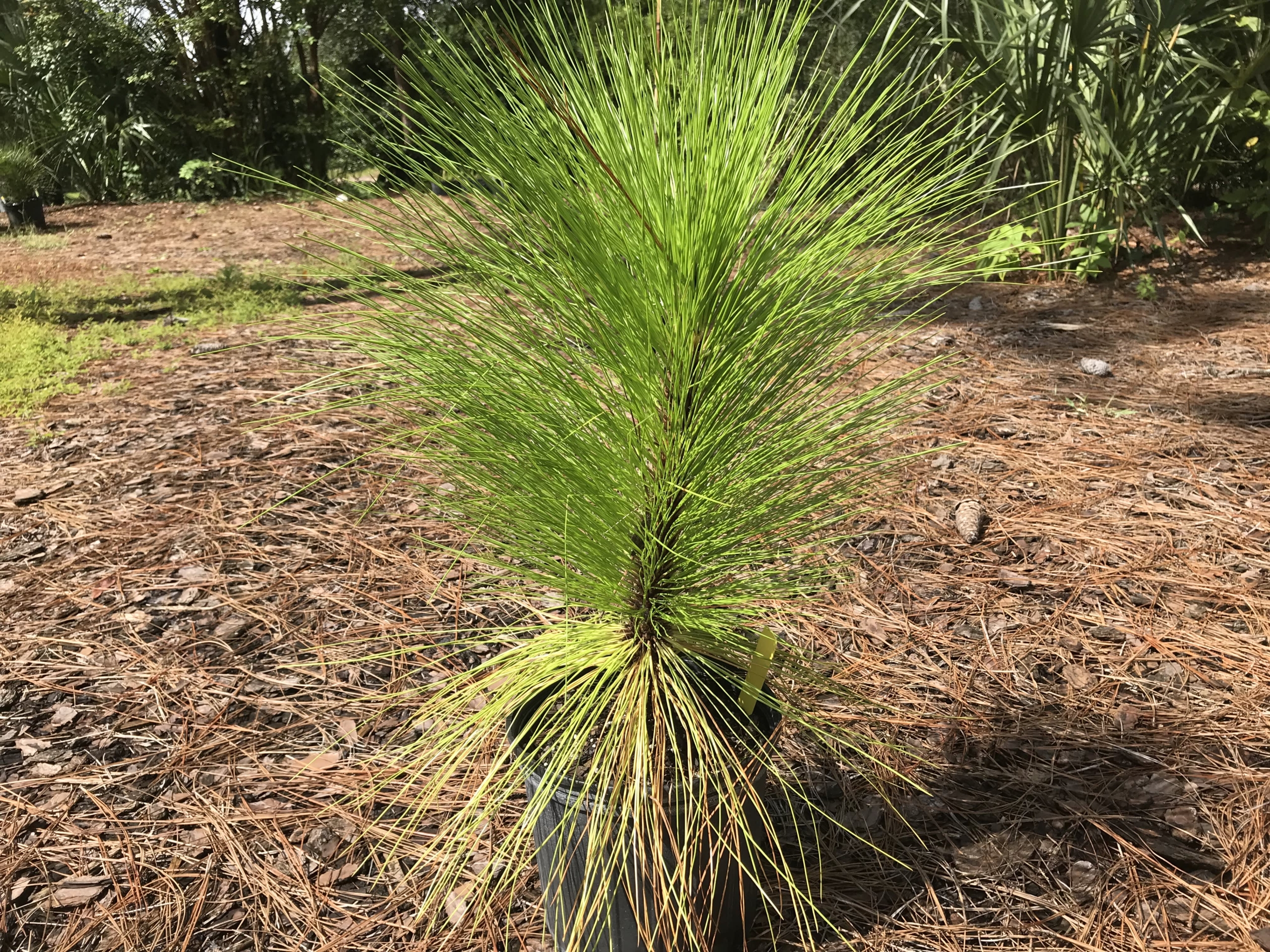 Long Leaf Pine Tree