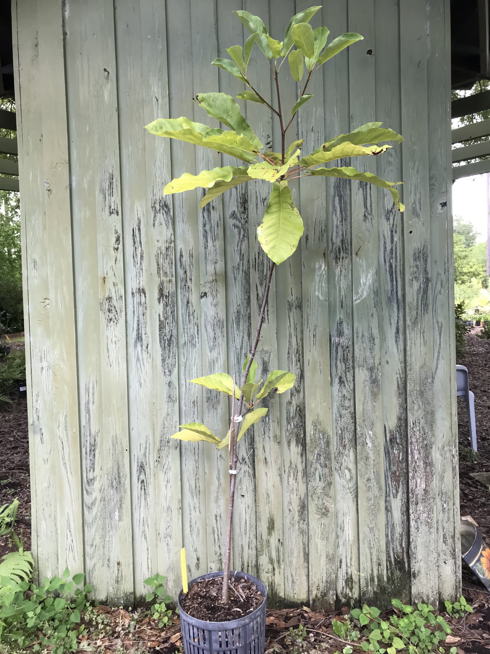 Pyramid Magnolia Tree