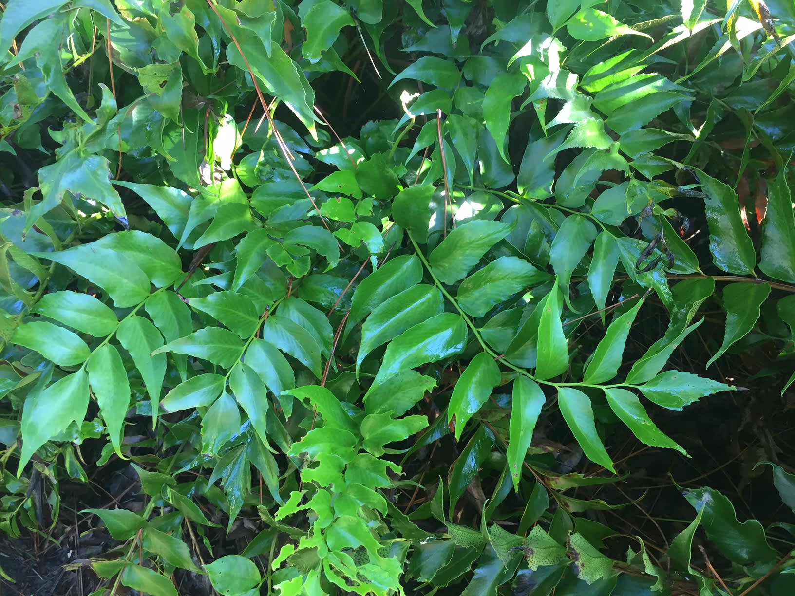 Holly Fern • Just Fruits And Exotics